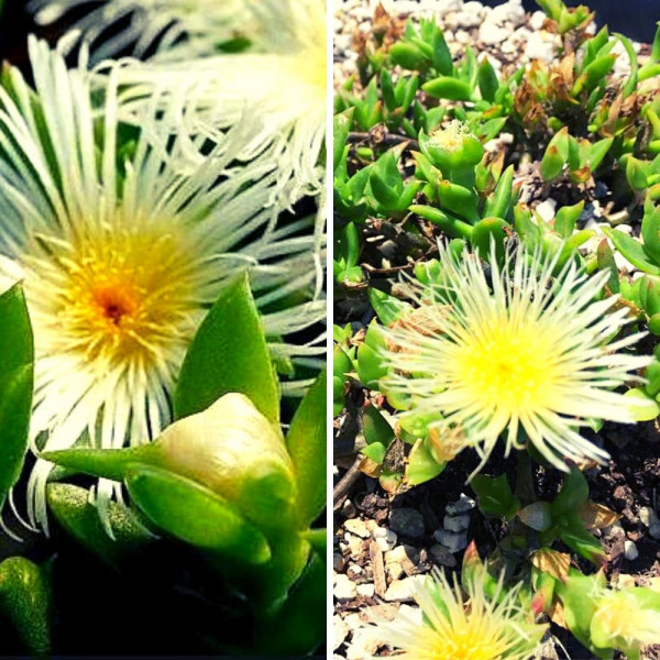 Kanna (Sceletium Tortuosum) - semena Kanna (Sceletium Tortuosum) - semena