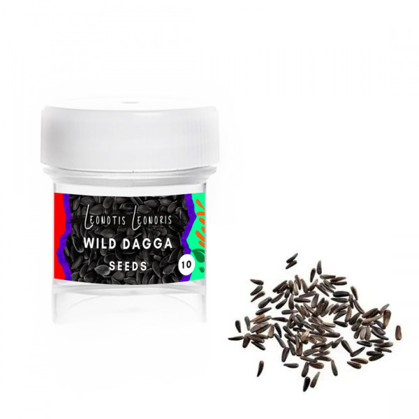 Wild dagga (Leonotis leonurus) - semena