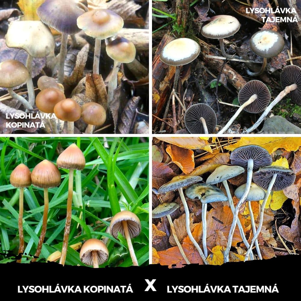 Jak poznat lysohlávku? Lysohlávka kopinatá & Lysohlávka tajemná