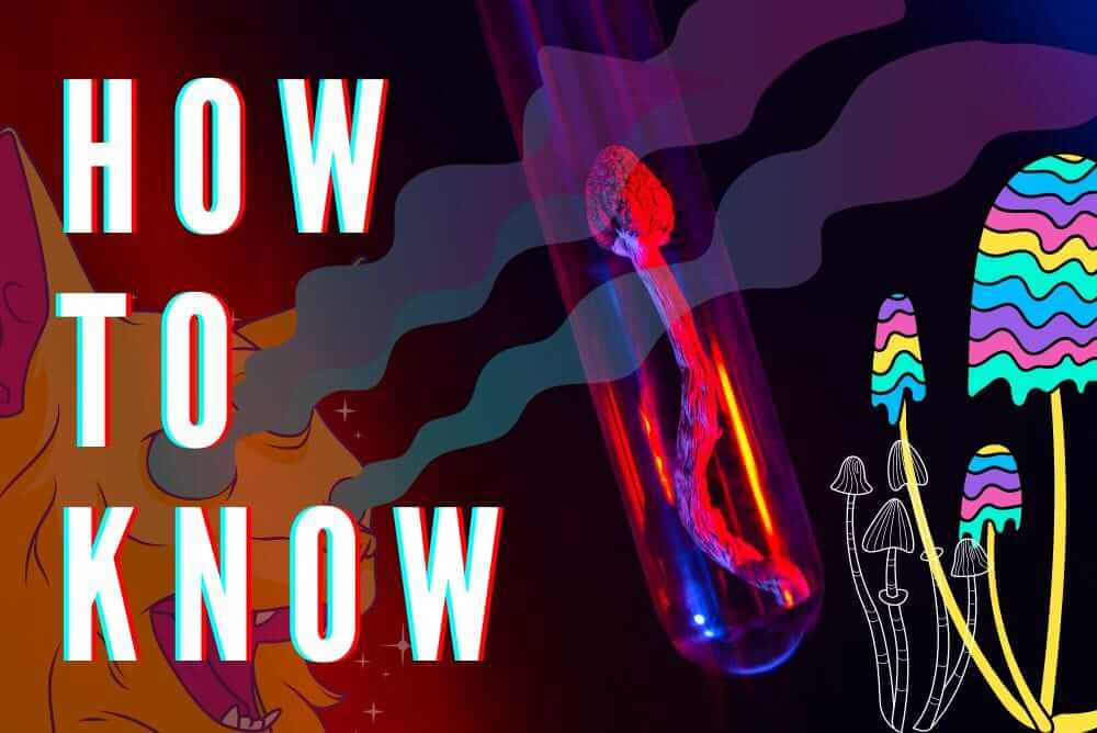 Jak poznat lysohlávku? Lysohlávka kopinatá & Lysohlávka tajemná