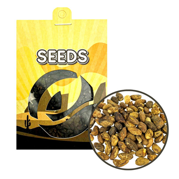 (GH) Voacanga (Voacanga africana) - semena