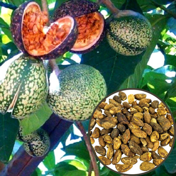 (GH) Voacanga (Voacanga africana) - semena