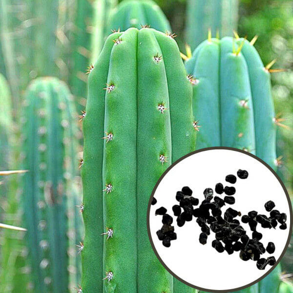 San pedro - Trichocereus pachanoi - Semena - 20x