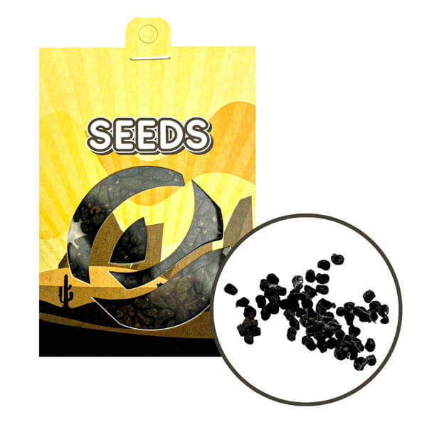 mescalin kaktusová Semena - 20x