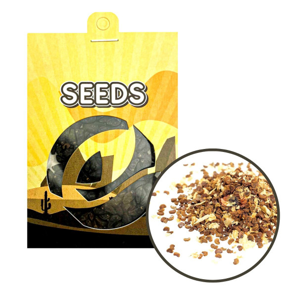 Kanna (Sceletium Tortuosum) - semena - 10x Kanna (Sceletium Tortuosum) - semena - 10x