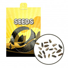 Wild dagga (Leonotis leonurus) - semena - 20x