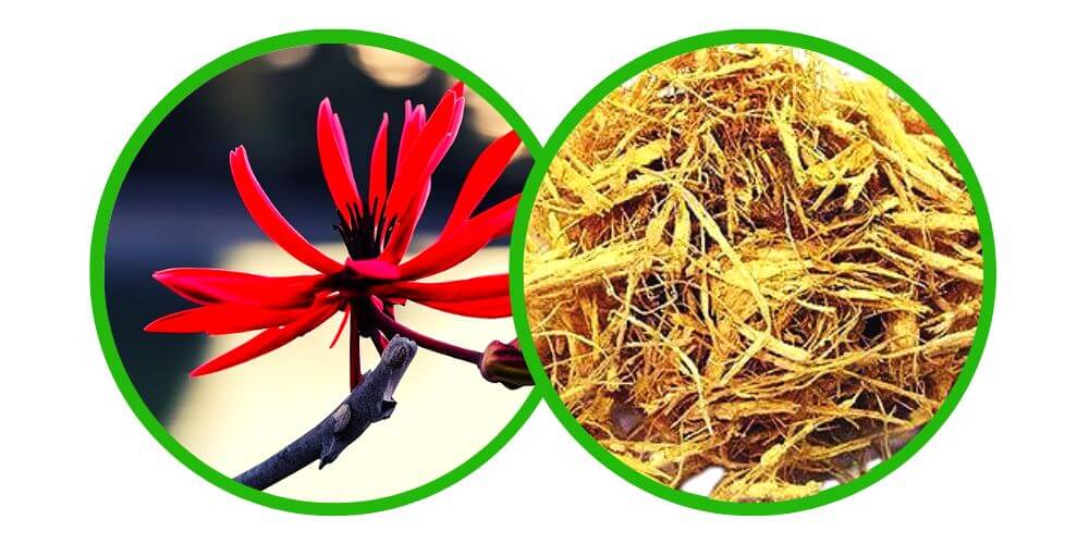 Mulungu (Erythrina Mulungu) - Drcená Bylina