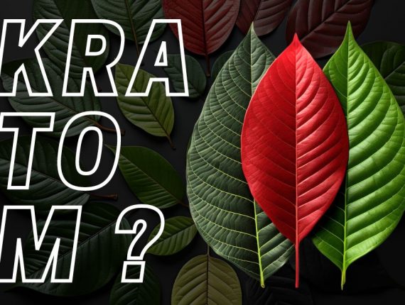 Účinky, dávkování a legislativa Kratomu v ČR