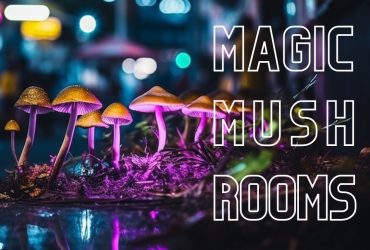 Lysohlávky: Jak a Kde je Najít, Rozpoznat, Pěstovat či Dávkovat?