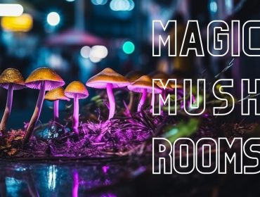 Lysohlávky: Jak a Kde je Najít, Rozpoznat, Pěstovat či Dávkovat?