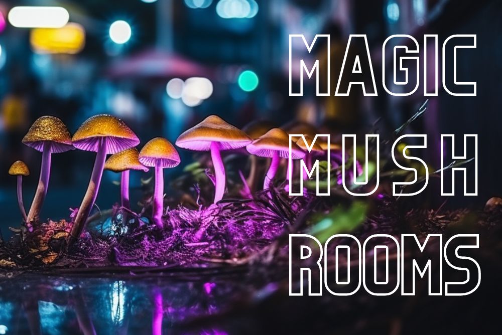 Lysohlávky: Jak a Kde je Najít, Rozpoznat, Pěstovat či Dávkovat?