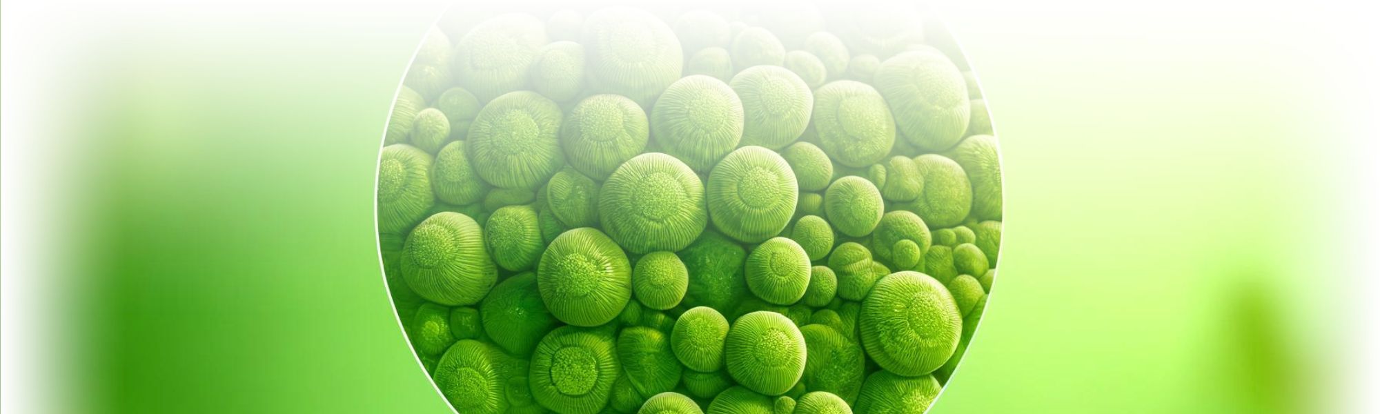 Chlorella 500 - 3000 mg | 180 Vegan Caps - Fit-Up