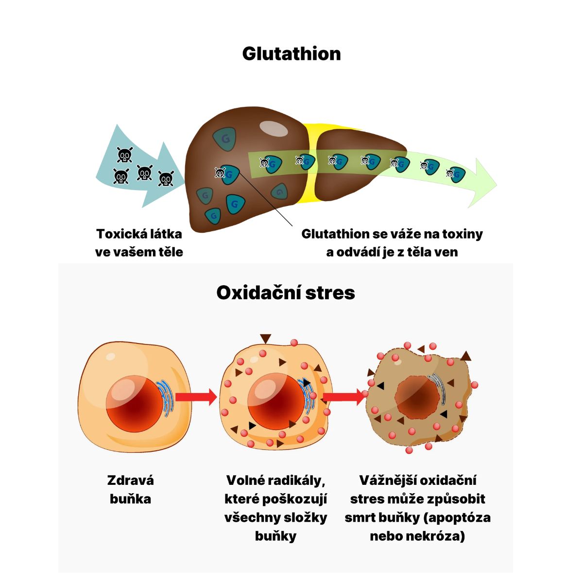AFTERPARTY | Bojovník za rána bez těžkých kocovin! - BrainMax